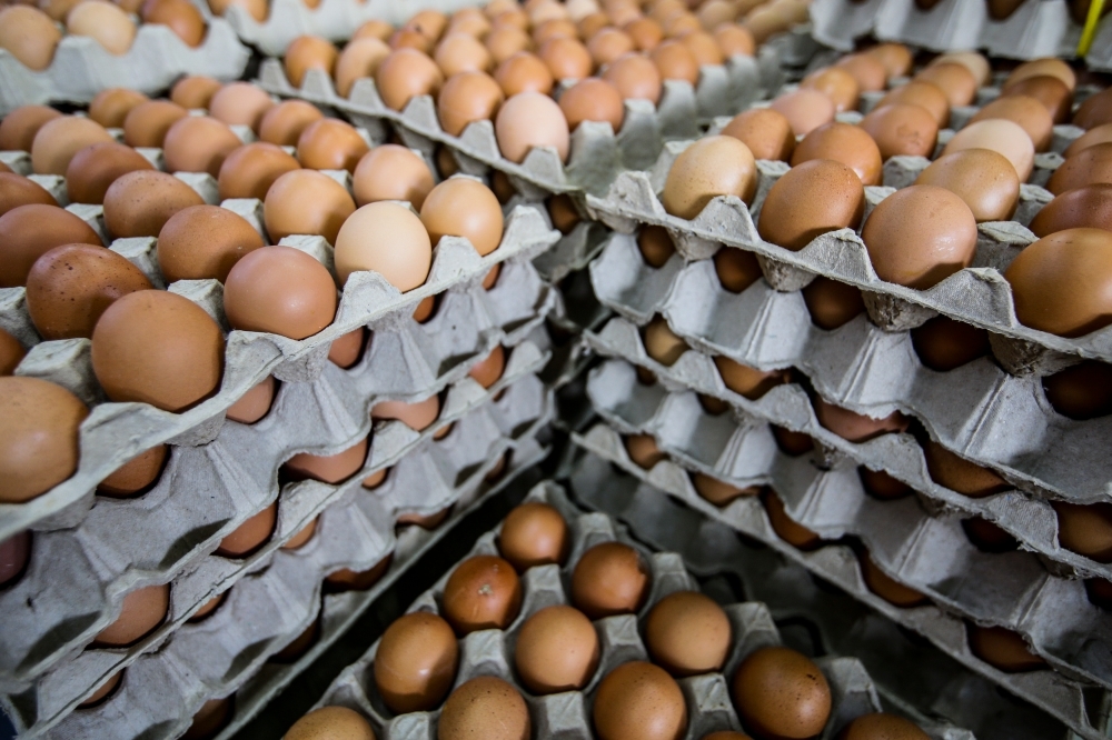 Mat Sabu: No cracks in egg supply even with five sen subsidy cut