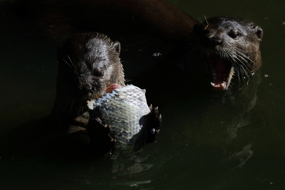 Wildlife on ice: Singapore freezing animal cells in bid to preserve native life