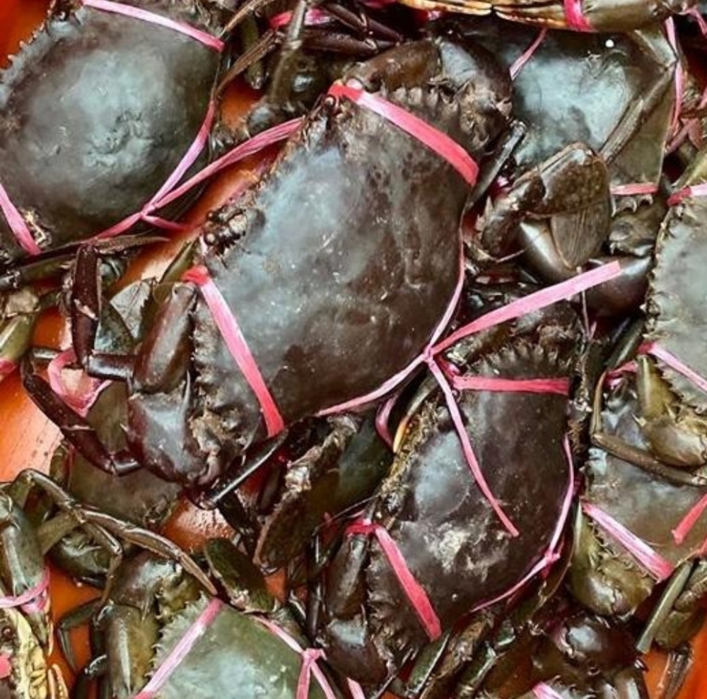 Can crab farming replace fishing income during monsoon? Melaka tests Langkawi model