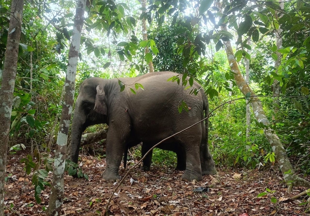 Jumbo trouble: Six elephants from notorious herd captured in Johor village