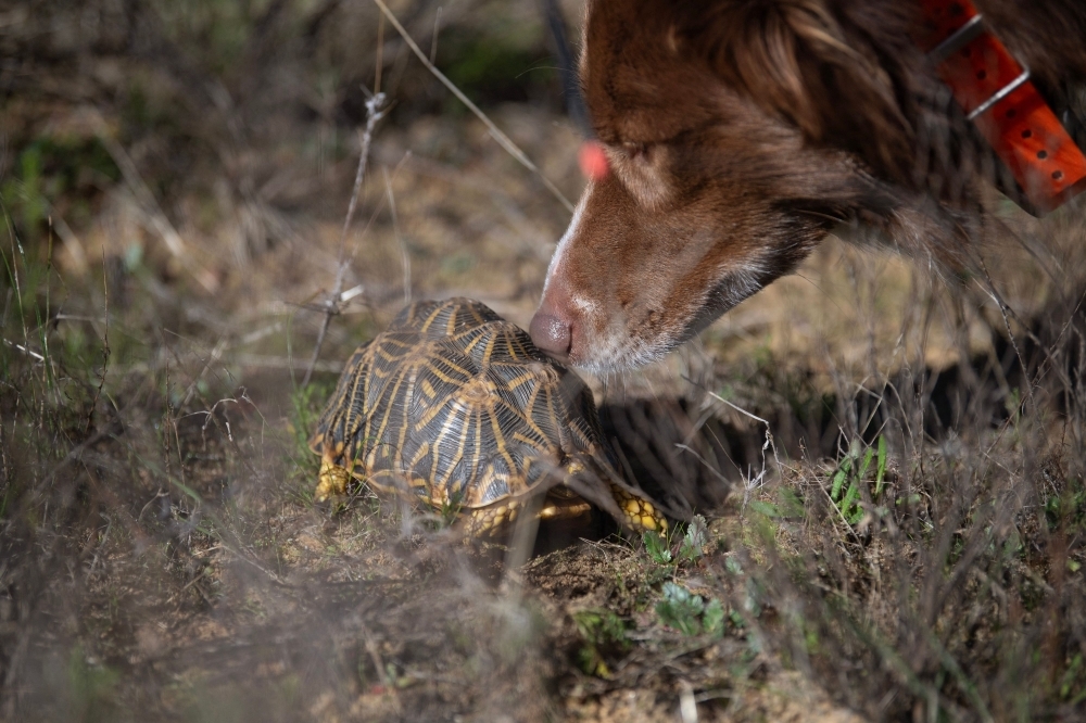 Sniffing out extinction: Dogs help save South Africa's rarest tortoises