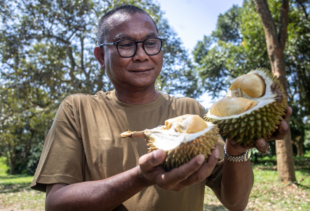 Three new durian varieties set to debut in next two years… all thanks to Mardi
