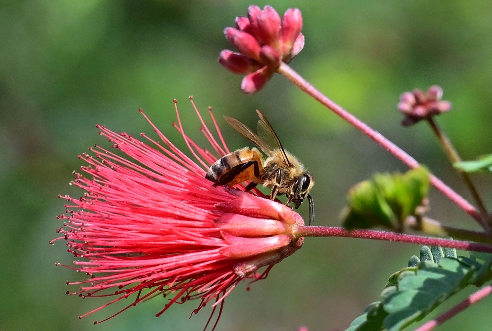 French government faces a buzzkill: One million petitioners say ‘no' to bee killer pesticide