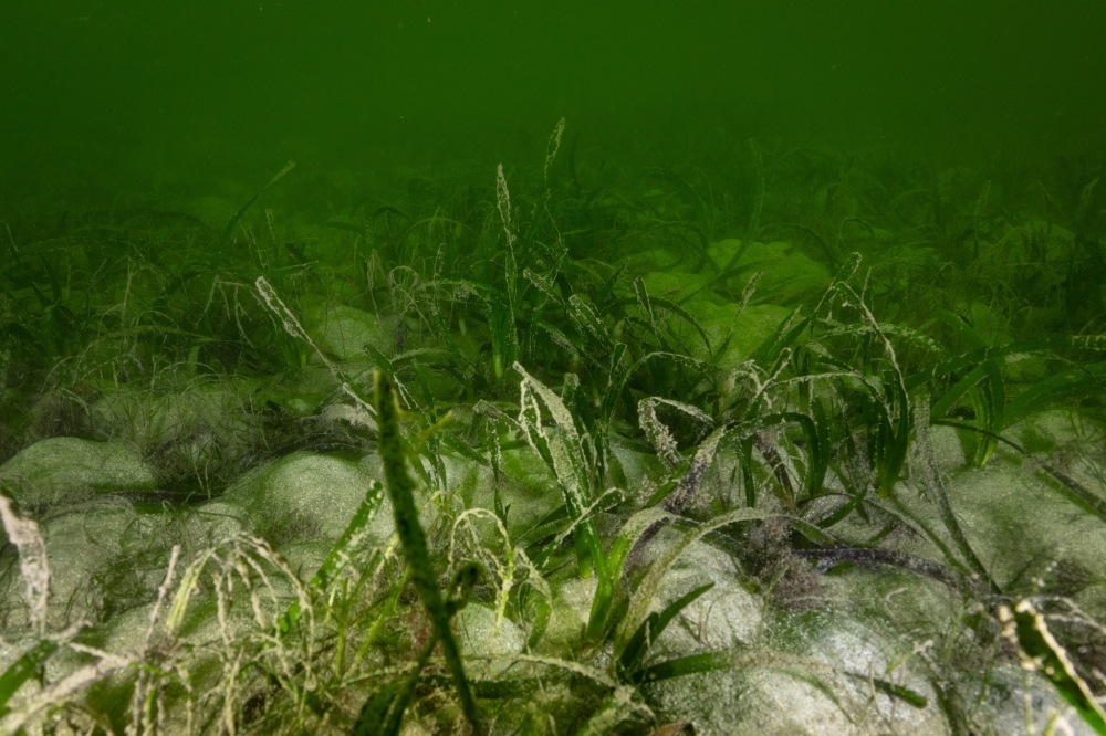 Toxic algae bloom lingers off Australia, killing marine life