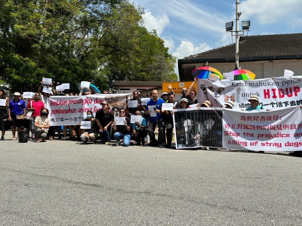 City council under fire as protest erupts over stray dog culling in Ipoh
