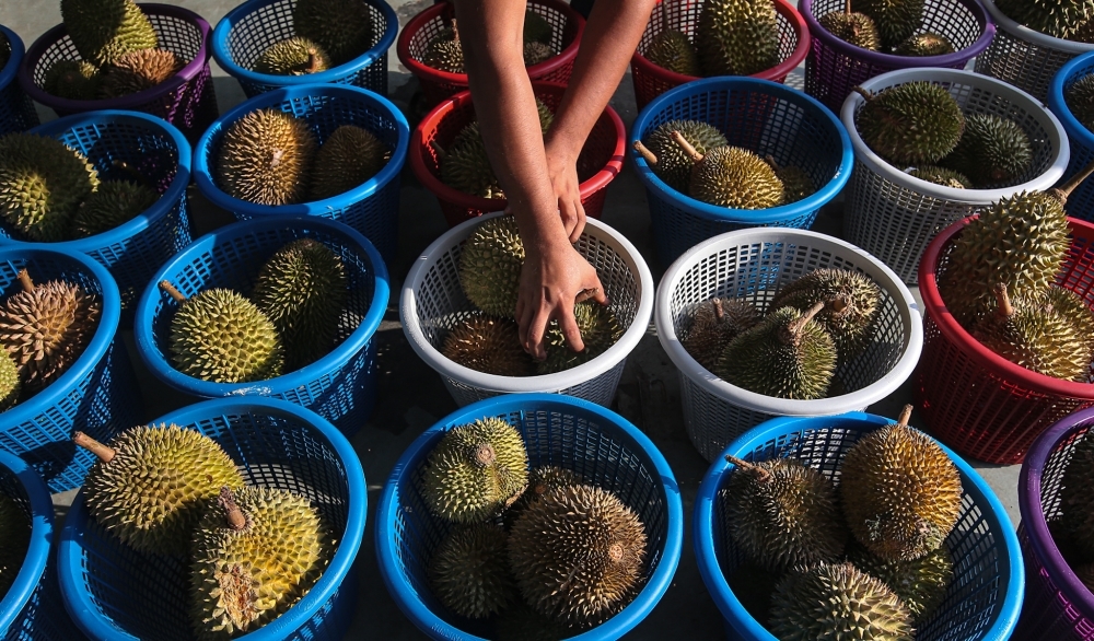 Man jailed five years, wife fined RM18,000 for slamming durian husk on daughter's hand