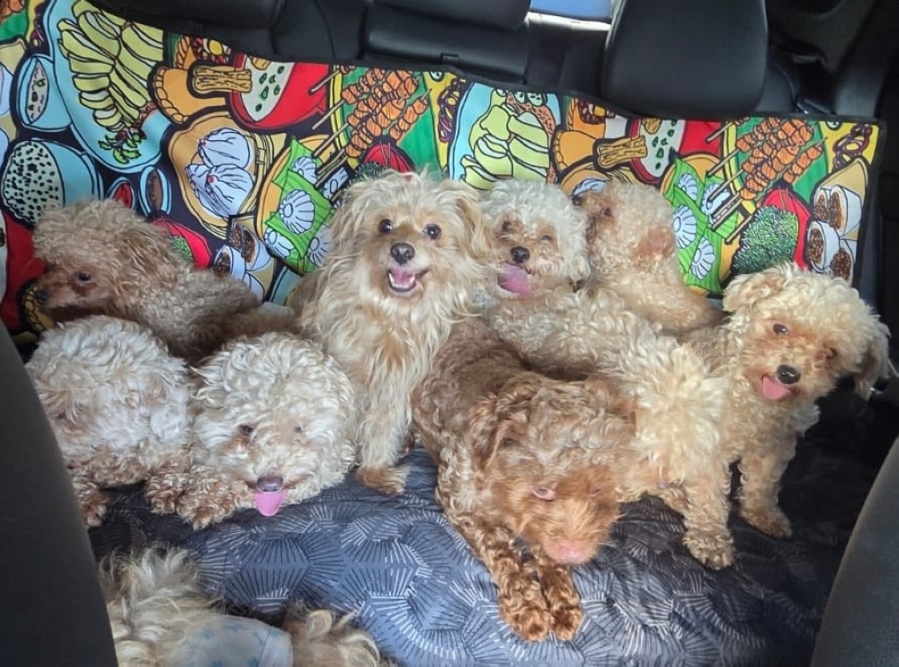 Woman charged with keeping 79 dogs in Singapore home, faces 82 offences