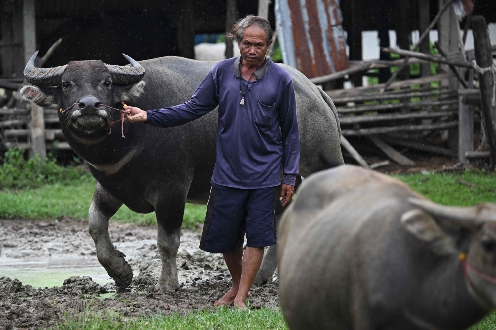 ‘How could I leave these buffaloes?': As bombs fall, Thai and Cambodian civilians refuse to flee conflict zone to protect homes