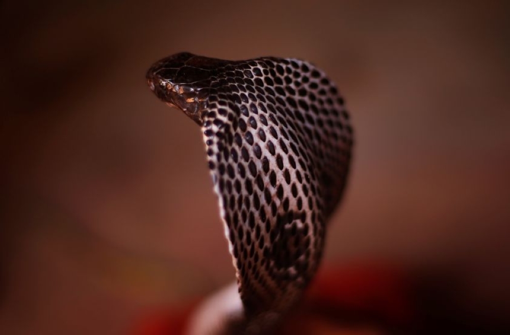 Indian toddler bites three-foot cobra to death after snake coils around his arm