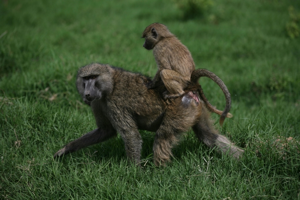 Outcry after German zoo kills 12 baboons over space issues, feeds carcasses to predators