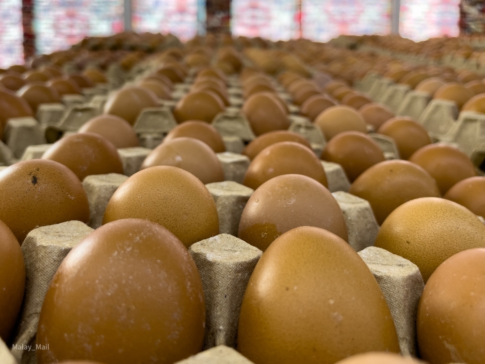 Govt ends blanket egg subsidy, introduces targeted support from August 1