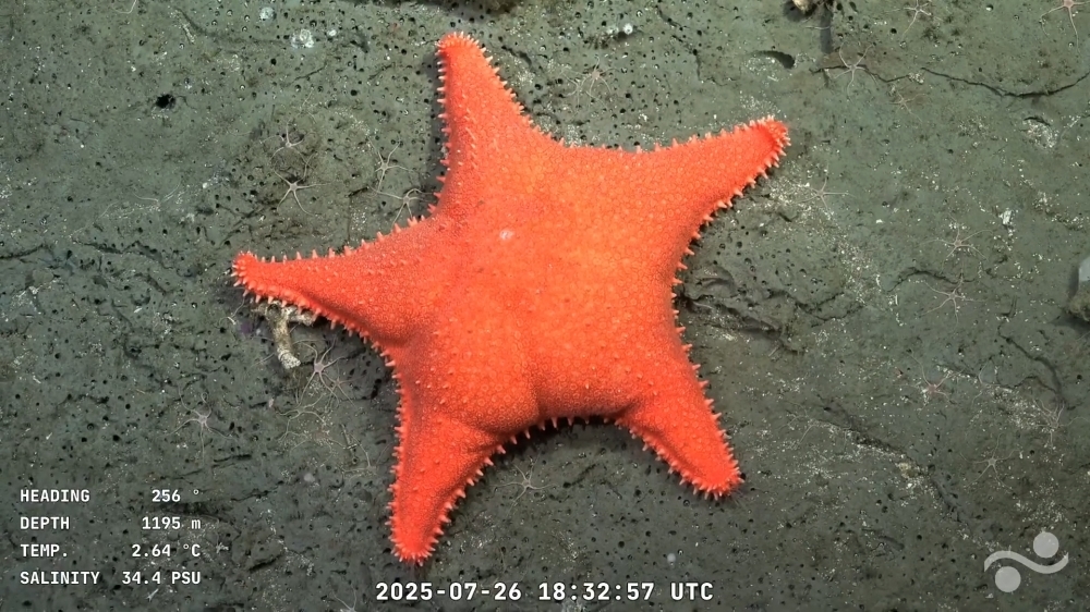 Deep-sea drama: Patrick Star lookalike and ‘drag queen' crab steal the show in Argentina's viral ocean livestream