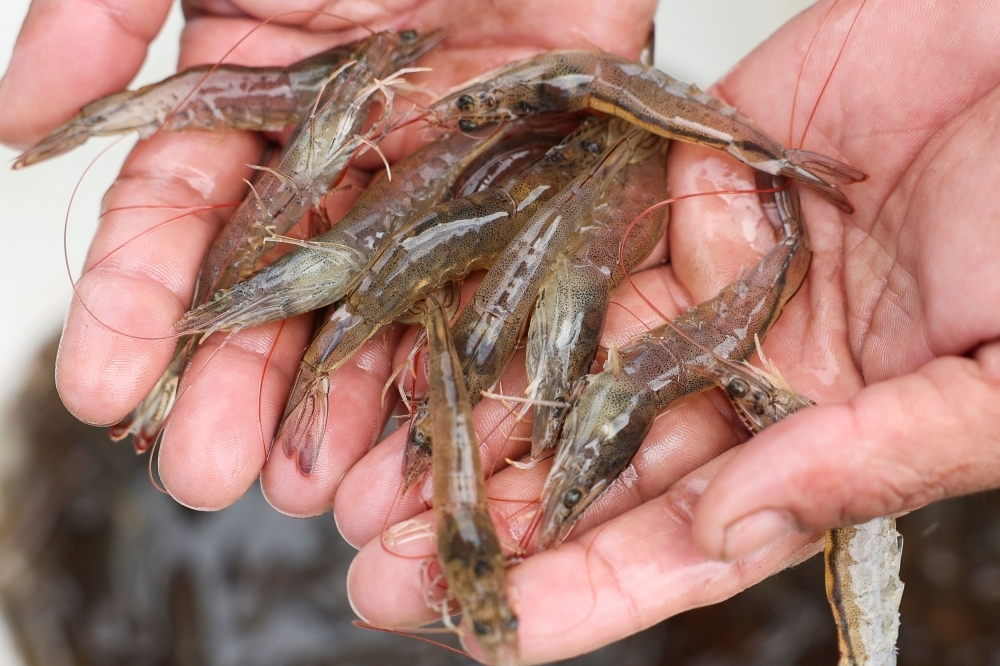 Hit by US tariffs, Indonesia plans to sell shrimp to China instead