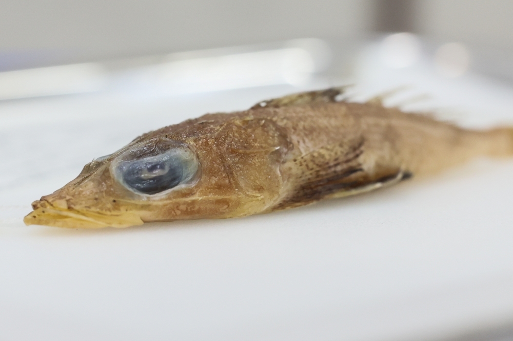 New fish species ‘Baji Azizah' discovered off Terengganu, hailed as marine biodiversity milestone