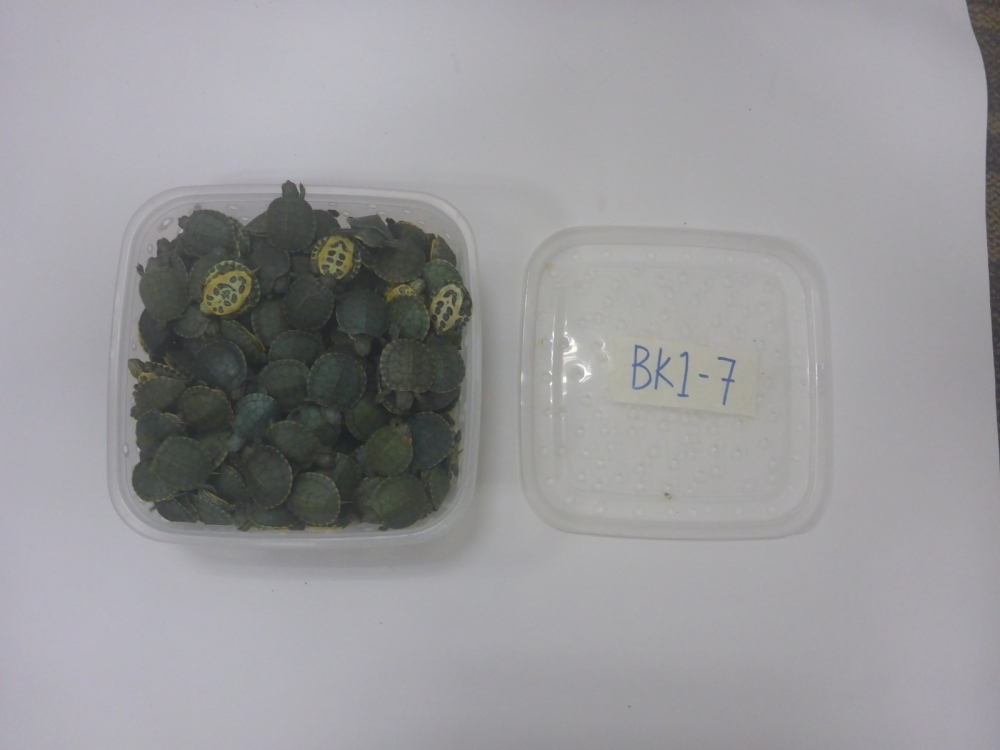 AKPS nabs Indian national trying to smuggle 2,500 turtles through KLIA