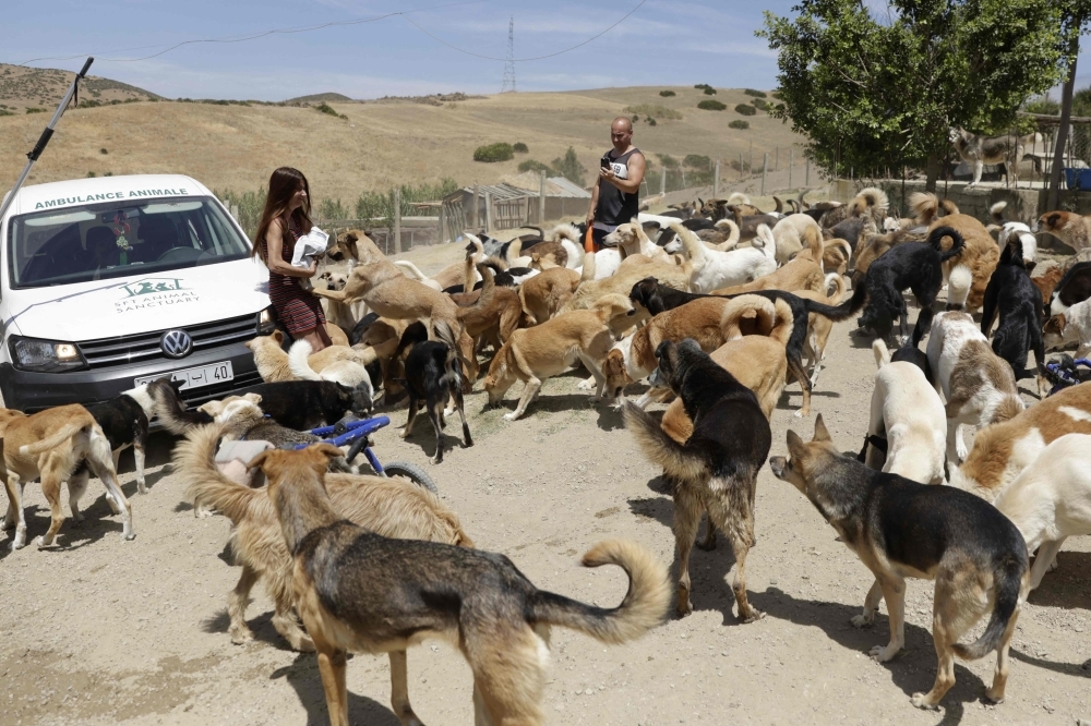 World Cup 2030 host Morocco under fire for shooting stray dogs instead of tagging them