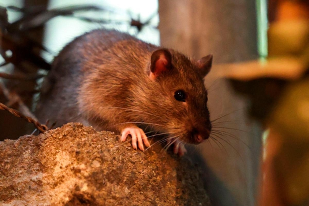 New York steps up war on rats with sterilisation, high-tech tracking