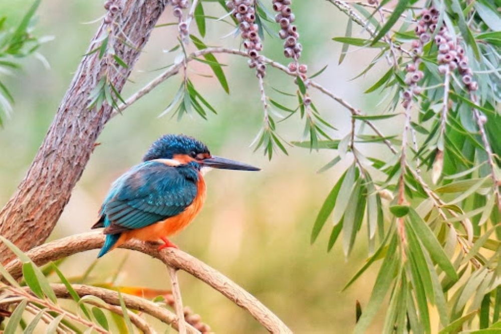 Extreme heat from climate change driving sharp decline in tropical bird populations, study finds
