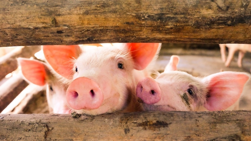 Penang Veterinary Dept: Fifth pig farm in Tasek Gelugor hit by African Swine Fever