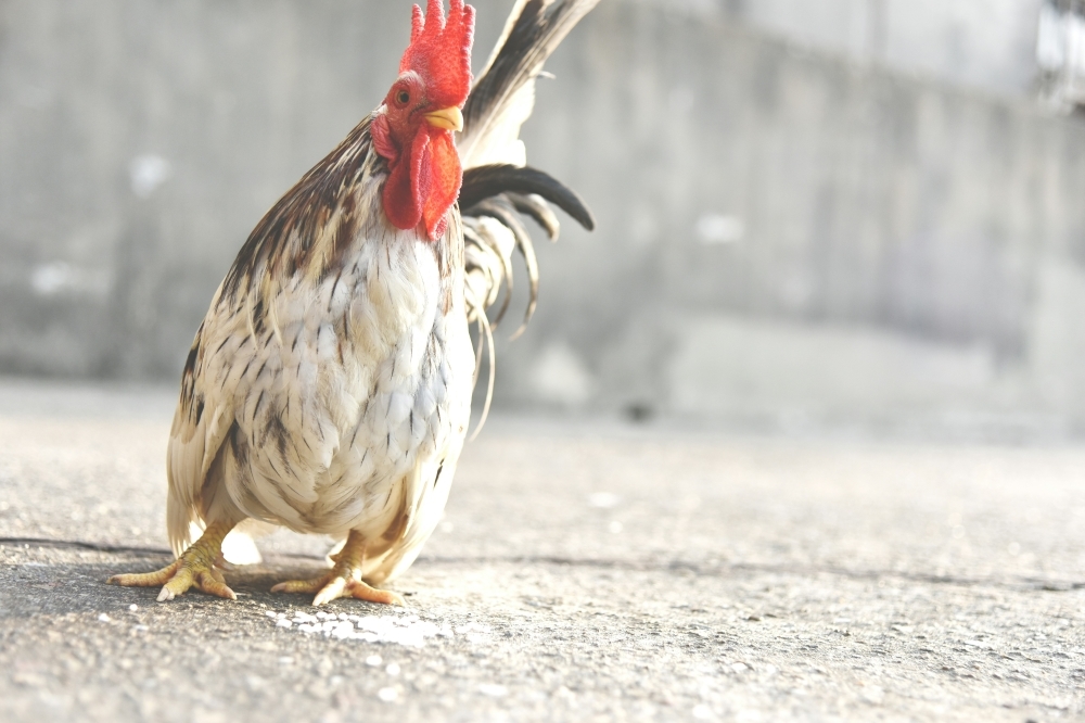 RM274,000 frozen chicken feet scam: Company director claims trial in KL court
