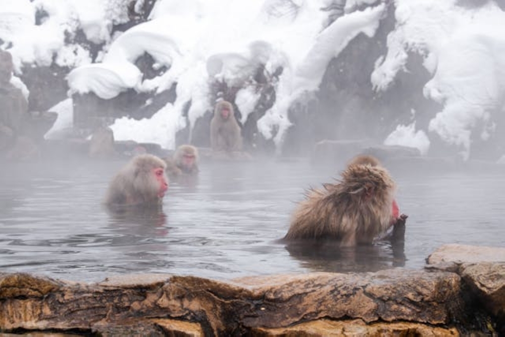 Hot spring in a bottle? Japan's ‘craft onsen' venture seeks to export the essence of onsen to the world
