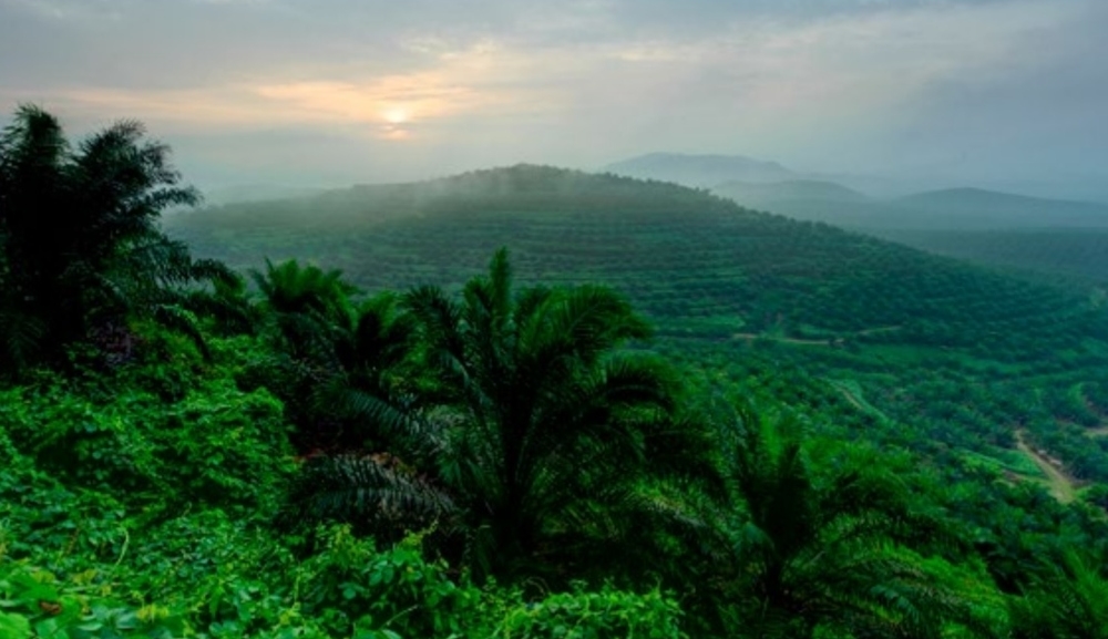 Johor Plantations net profit jumps 51pc to RM150.64m in 1H 2025 on higher prices, crop buys