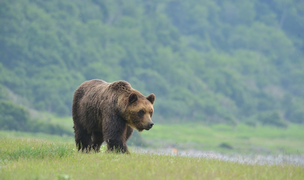 Brown bear pulls young hiker into Hokkaido forest in Japan; wallet, blood-stained shirt found