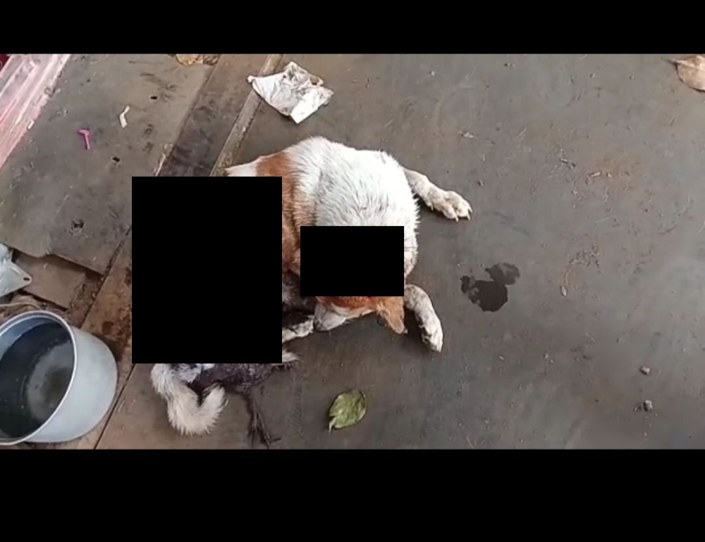 Dog euthanised following severe abuse in Krubong, police hunt suspects