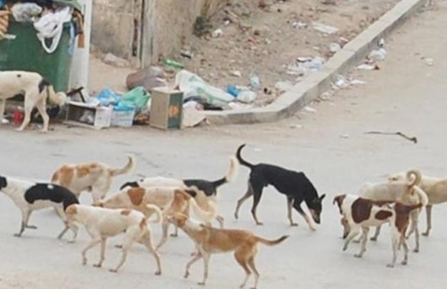 مشروع قانون جديد يهدف لحماية الحيوانات الضالة وتنظيم تربيتها في المغرب