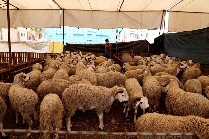 'أونسا' تكشف حقيقة وجود مواد مسرطنة و خطيرة في لحوم الأغنام