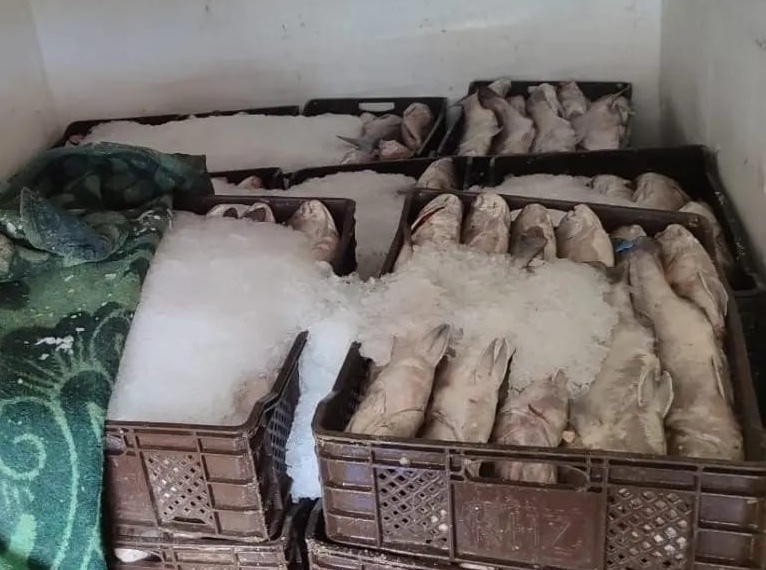 حملة على الصيد غير القانوني بالداخلة تسفر عن حجز أطنان من الأسماك المهربة
