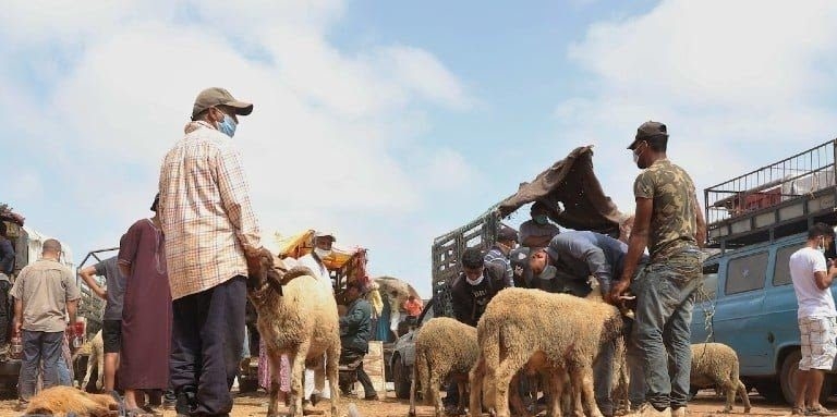 آسفي تنخرط في حملة منع بيع أضاحي العيد استجابة للتوجيهات الملكية