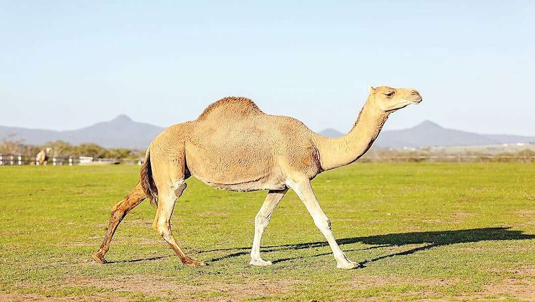 بول الإبل.. دواء أم وهم؟: مختص ينسف الفكرة نهائيا ويحسم الجدل