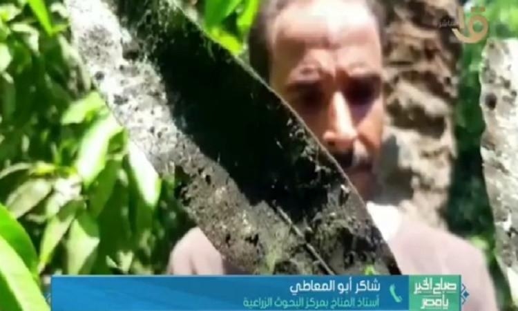 د.شاكر أبو المعاطي يقدم إرشادات للمزارعين لمواجهة موجة الحر الشديدة