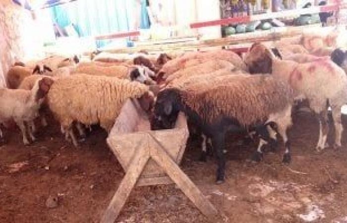 حصاد الوزارات.. وزارة التموين تبدأ فى إنشاء شوادر لطرح الخراف الحية للأضاحى 20 مايو