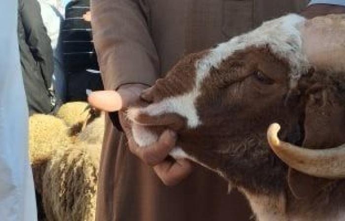 الكبش العملاق.. أكبر خروف فى أسواق الإسكندرية وزنه 120 كيلو (فيديو)