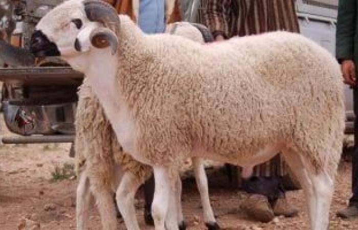 24 ساعة على آخر موعد لذبح الأضاحى.. اعرف التفاصيل