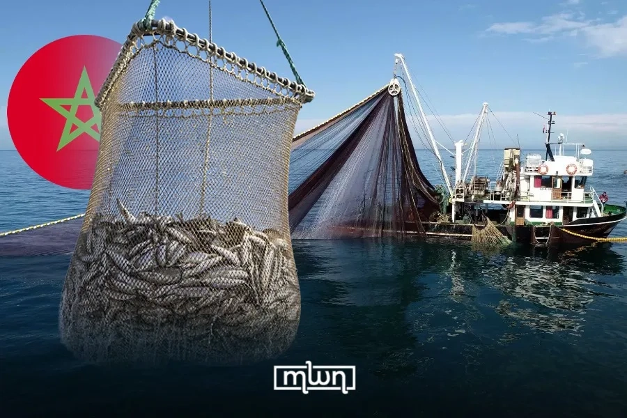 Sardine Prices Controversy Raises Questions over Market Oversight