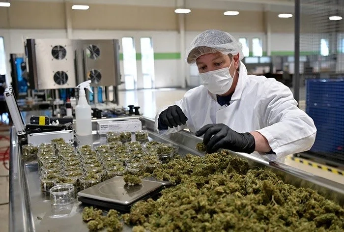 Morocco Set to Earn Big Money with Cannabis Medicine Exports