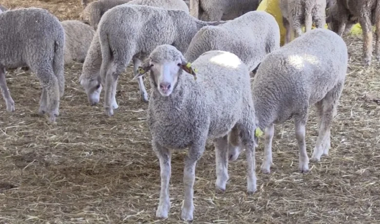Morocco Imposes Ban on Slaughter of Female Sheep and Goats Until March 2026