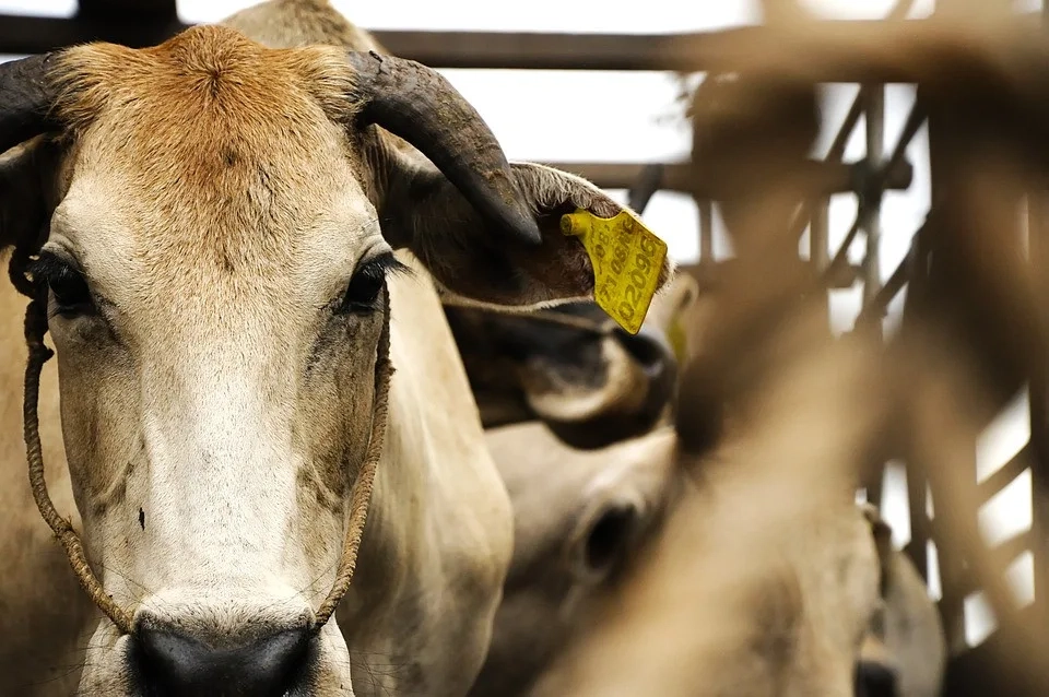 Paraguay Plans First Cattle Export to Morocco