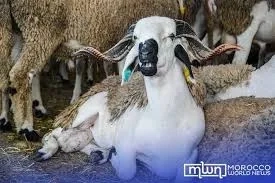 ONSSA Reassures Moroccans About Red Meat Safety Amid Controversy