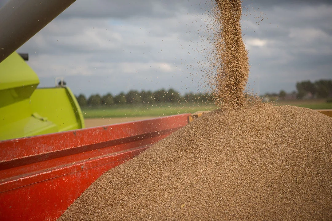 BAM Expects Slight Increase in Grain Harvest, Below Government Projections