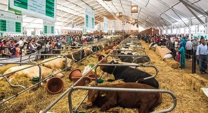 Morocco's International Agriculture Fair Expects Record Crowd