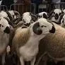 Morocco Launches MAD 6.2 Billion National Program to Restore Livestock Sector