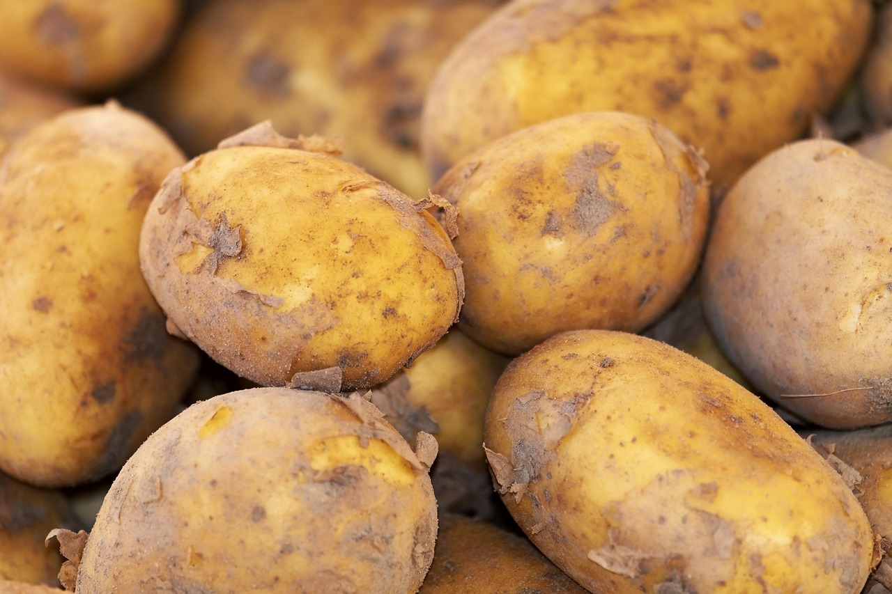 Morocco's Potato Exports Make Strong Comeback After Five-Year Decline