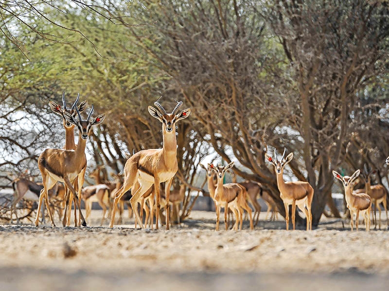 Oman moves towards global recognition of protected areas