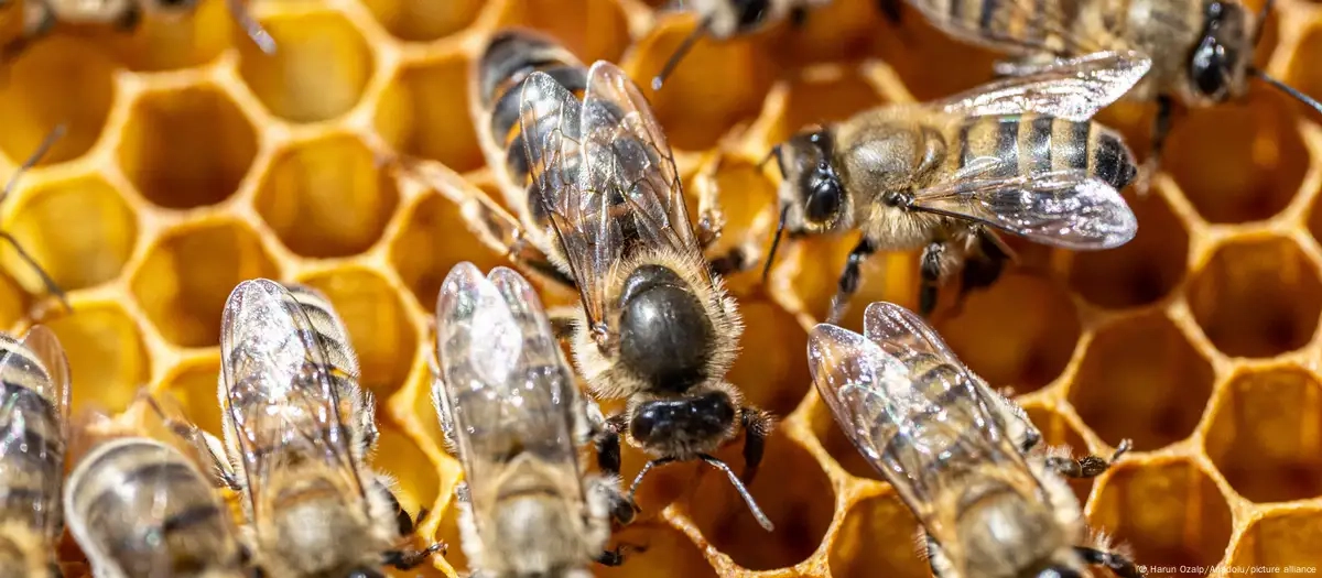 Turkey is making fake honey on an alarming scale