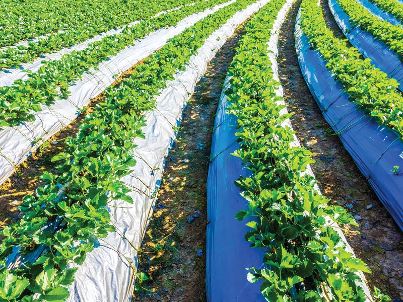Oman announces plan for 3 agricultural cities worth RO3bn