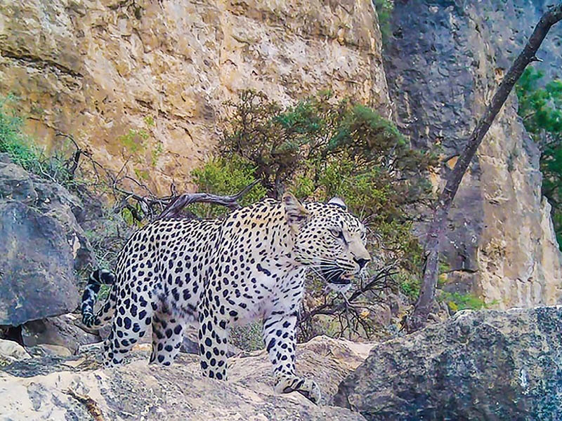 Oman observes International Day of the Arabian Leopard